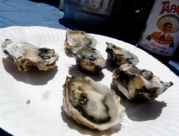 Oysters on plate