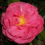 Camellia