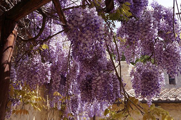 Wisteria Tuscany