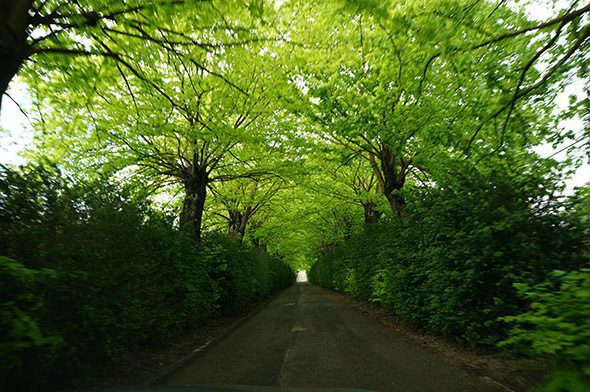 Green Veil Tuscany