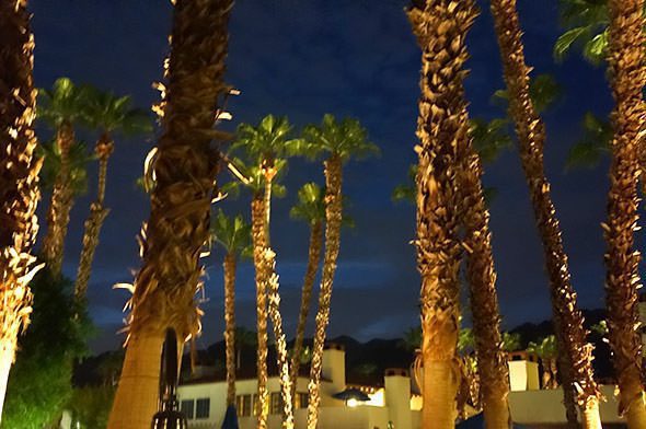 Palm Trees at Night