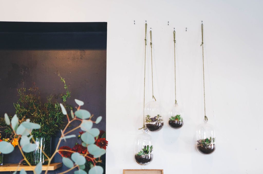 Hanging Succulents