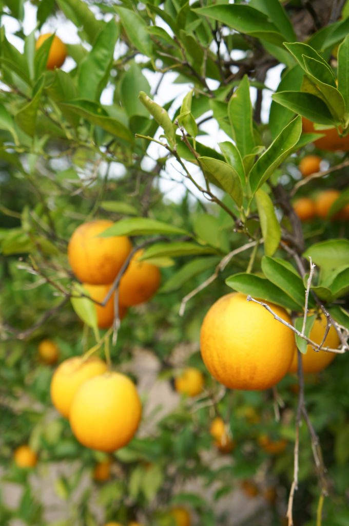 golden_door_vintners_2.jpg-31