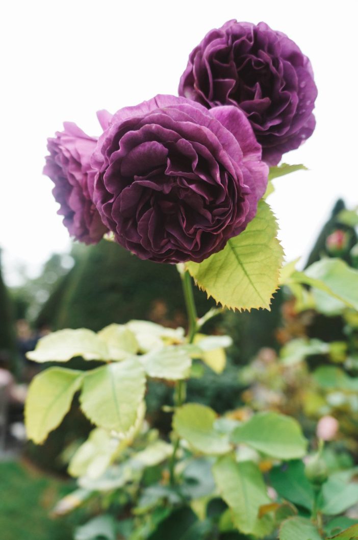 A quick guide to all the things you want to know about Paris from where to get a nightcap to where to go for a tasting menu that won't break the bank!